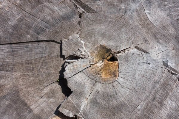 Material science part 2: Ash wood for the wooden frames of our hammocks - 