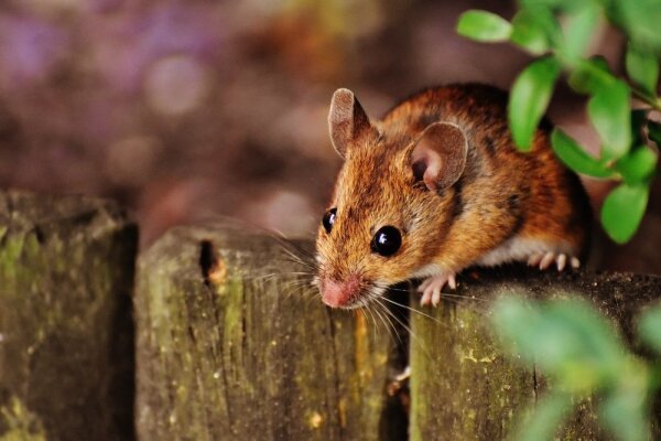 Strong as a bear, but weak as a mouse: How to protect hammocks from mice - 